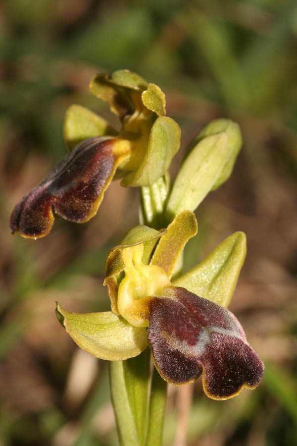 Ophrys fusca..... Ma quale?